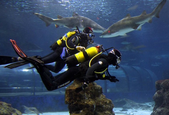 diving-with-sharks-in-aquarium-barcelona-amazing-oppourtunity