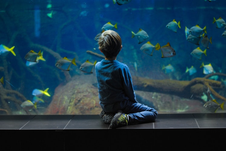 The Barcelona Aquarium - Barcelona Home