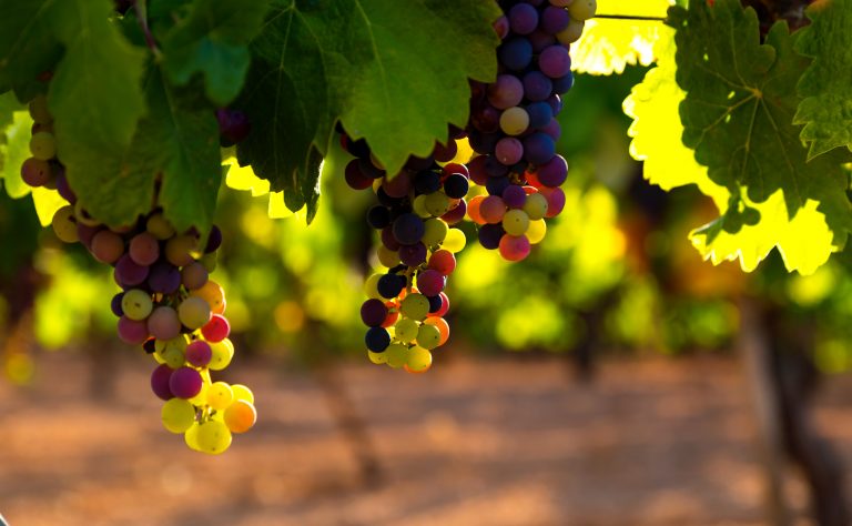 El Penedès - Barcelona-home