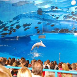amazing-dolphin-dance-at-barcelona-zoo