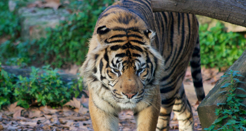 Tiger Barcelona Zoo
