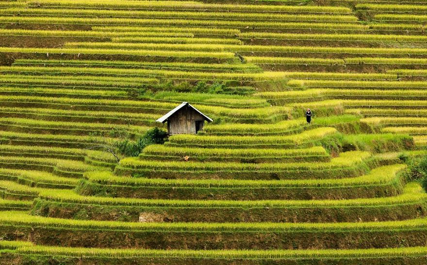 Rice terraces, Mu Cang Chai, Vietnam