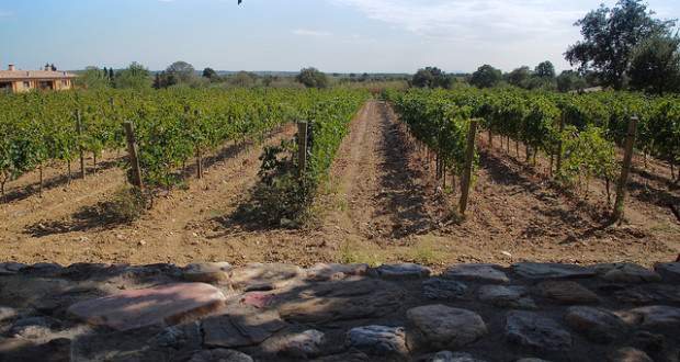 Vineyards of the Costa Brava