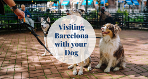 Dog - Barcelona-home