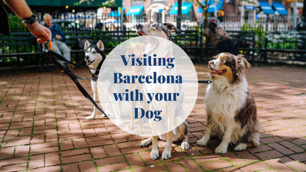 Dog - Barcelona-home