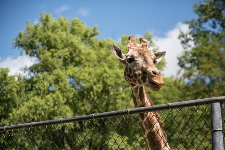 giraffe zoo