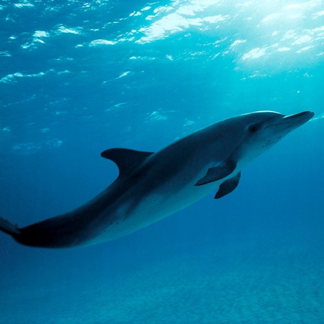 A natural sanctuary for Barcelona to ‘release’ its dolphins