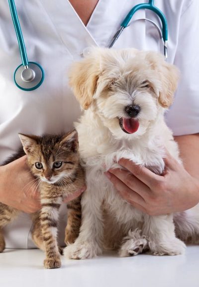 Hospital Veterinari Montjuïc, Barcelona